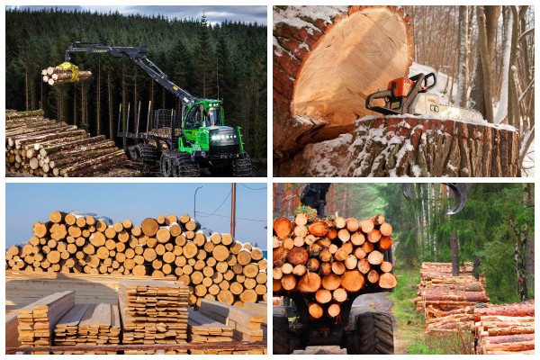 Министерство лесного хозяйства Республики Беларусь